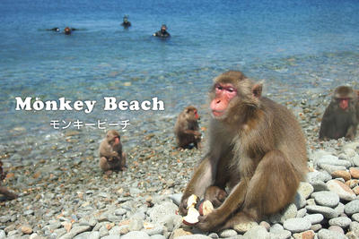 monkey_beach02.jpg