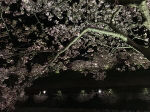 ダイビングの後は夜桜へ～[3]