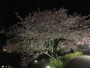ダイビングの後は夜桜へ～[4]