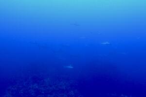Blue Ocean[3]