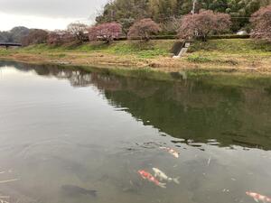 南伊豆町の桜と菜の花祭り[4]