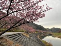 南伊豆町の桜と菜の花祭り[1]