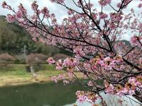 南伊豆町の桜と菜の花祭り[2]
