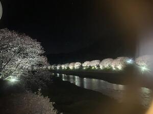 南伊豆　河津桜　ライトアップです。