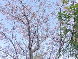 河津桜！