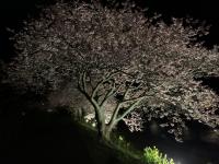みなみの桜[2]