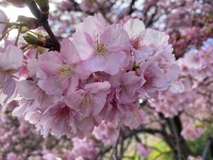 今がチャンス満開の河津桜