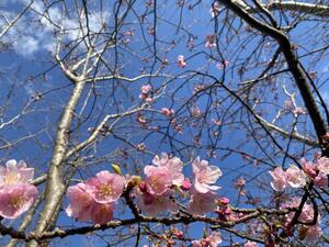 水温UP＆桜も満開＠雲見[2]