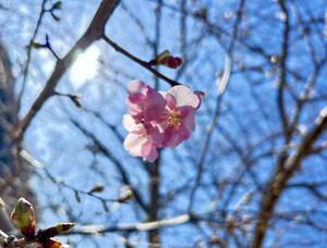 河津桜！[2]