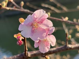 河津桜！