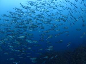 本日は神子元へ！[3]