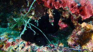 曇り空でも賑やかな海！　＠雲見[1]