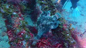 曇り空でも賑やかな海！　＠雲見[4]