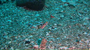 曇り空でも賑やかな海！　＠雲見[6]