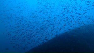 曇り空でも賑やかな海！　＠雲見[7]