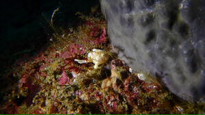 曇り空でも賑やかな海！　＠雲見[2]