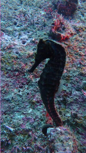 曇り空でも賑やかな海！　＠雲見[5]