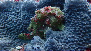 曇り空でも賑やかな海！　＠雲見[3]