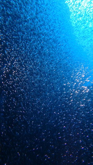 OW合格！！雲見[2]