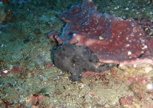 OW合格！！雲見[3]