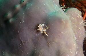 OW合格！！雲見[4]