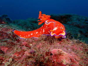 雲見and波勝崎！＠雲見[5]
