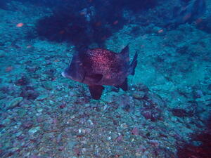 雲見and波勝崎！＠雲見[4]