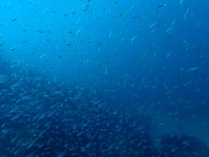 かわい子ちゃん＠雲見[6]