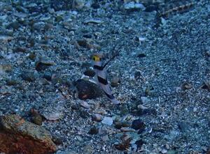 かわい子ちゃん＠雲見[3]