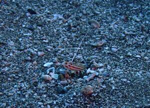 かわい子ちゃん＠雲見[4]