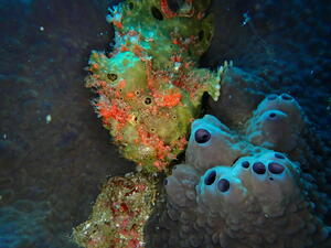 かわい子ちゃん＠雲見[2]