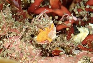 かわい子ちゃん＠雲見[1]