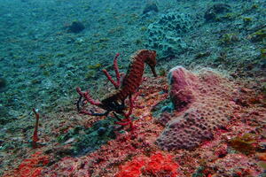 穏やかな海！＠雲見[5]