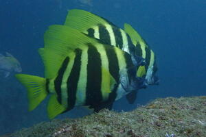 穏やかな海！＠雲見[3]