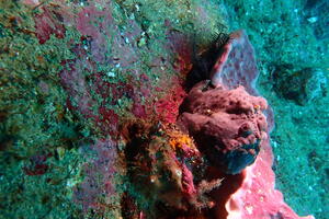 穏やかな海！＠雲見[1]