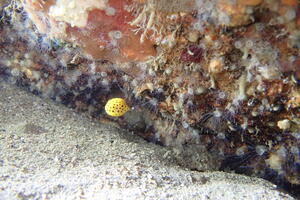 穏やかな海！＠雲見[2]