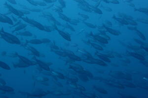 田子外洋のリクエスト！[1]