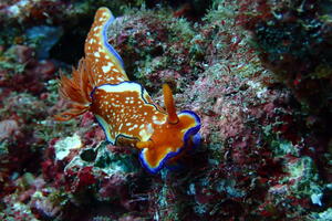 田子外洋のリクエスト！[4]