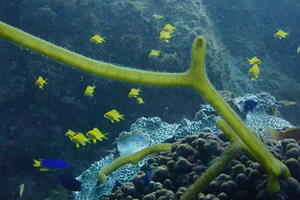 田子外洋のリクエスト！[3]