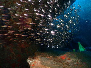 可愛い子たちがたくさん！　＠雲見[6]