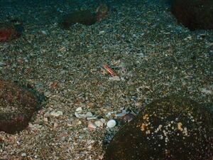 可愛い子たちがたくさん！　＠雲見[2]