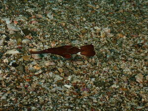 可愛い子たちがたくさん！　＠雲見[4]