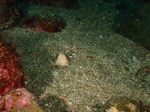 可愛い子たちがたくさん！　＠雲見[3]