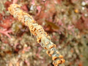 可愛い子たちがたくさん！　＠雲見[8]