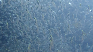 穏やかな海！＠雲見[4]