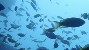 田子外洋のリクエスト！[2]