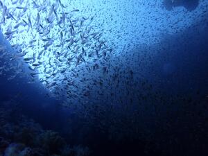 富士山くっきり！＠雲見[5]