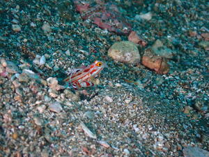 雲見オープン！＠雲見[3]