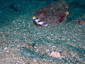 雲見オープン！＠雲見[4]