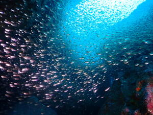 雲見オープン!@雲見